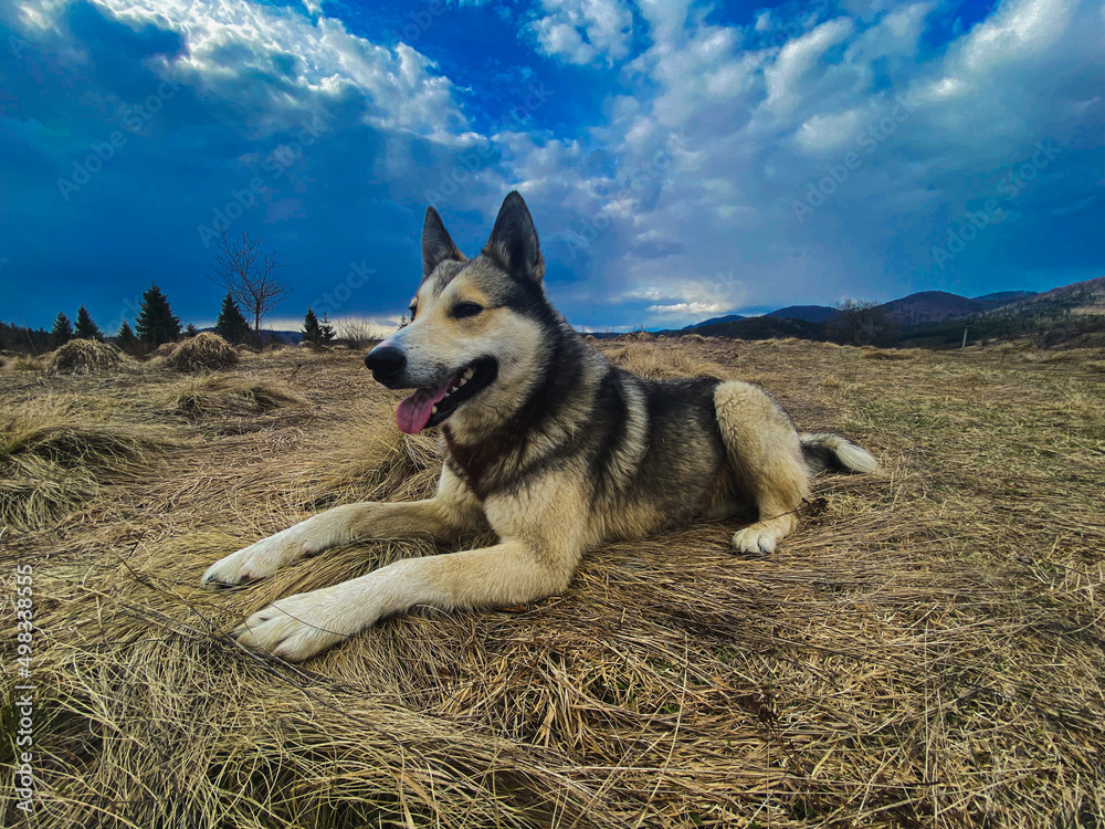 Happy dog smiling,lies on the hay and looking away to the horizon. Hight quality picture