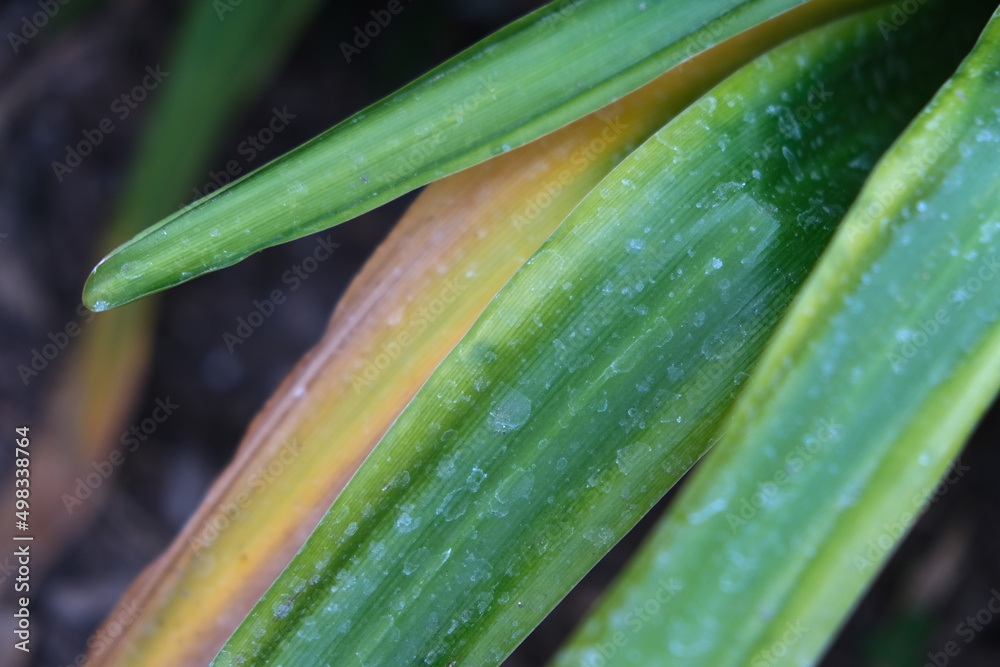 Lily leaves rotten in the garden. Diseases in the plant. Fungal, Aphids