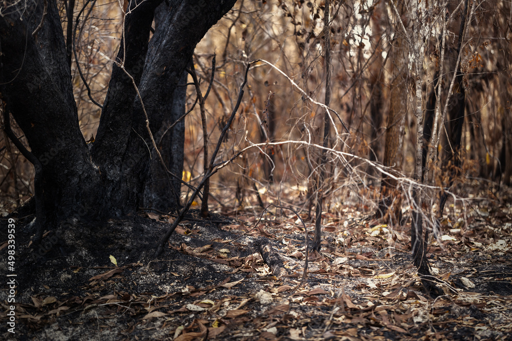 Fototapeta premium After wildfire area of illegal deforestation.Global warming,Ecology concept background.