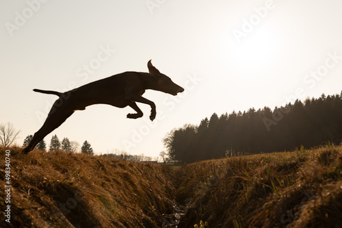 Hund springt über breiten Graben - Flugphase © motivjaegerin1