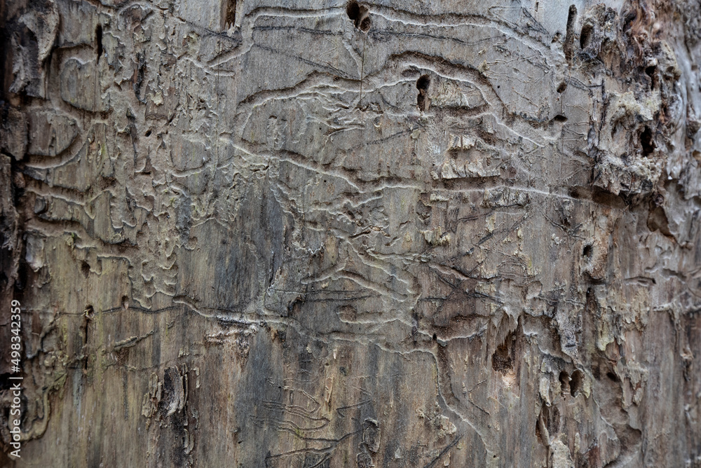 European spruce bark beetle marks on tree trunk European spruce bark beetle marks on tree trunk