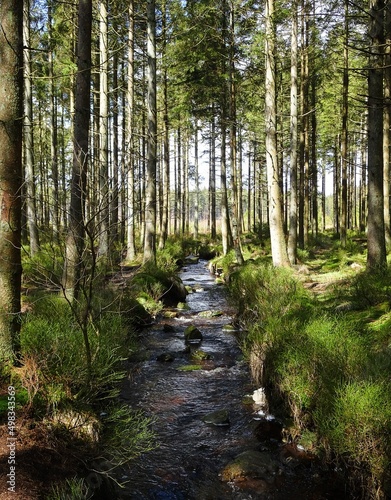 Fototapeta Naklejka Na Ścianę i Meble -  Babbling stream in a coniferous forest, Malmedy, Ardennes, Belgium.