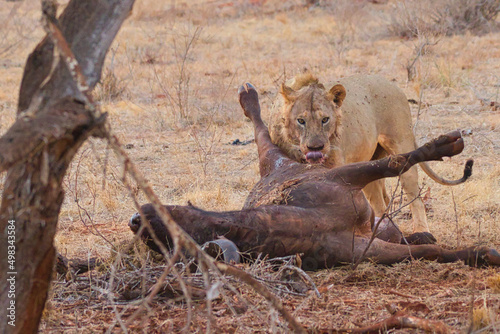 Lion with a dead African buffalo as prey.