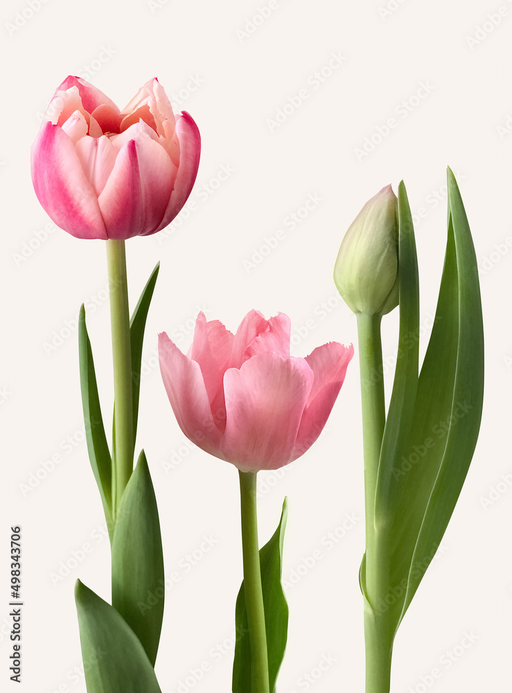 Fototapeta premium Three Pink Tulips isolated on a white background.