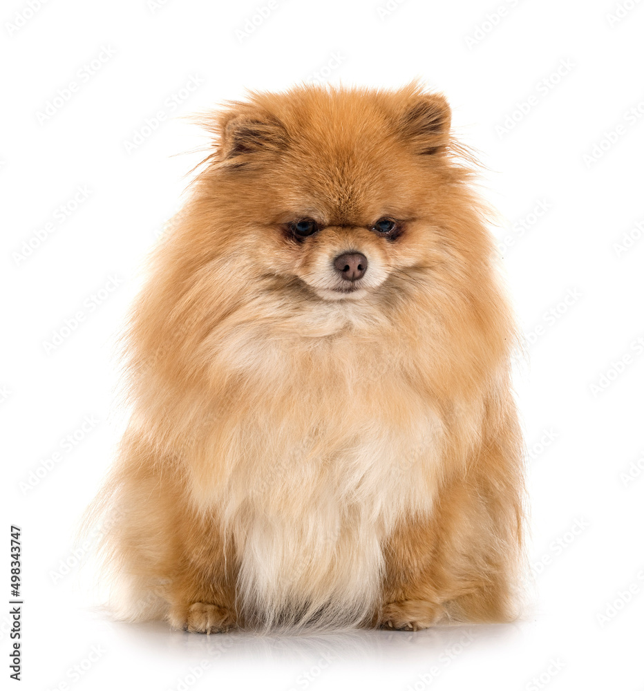 pomeranian in studio