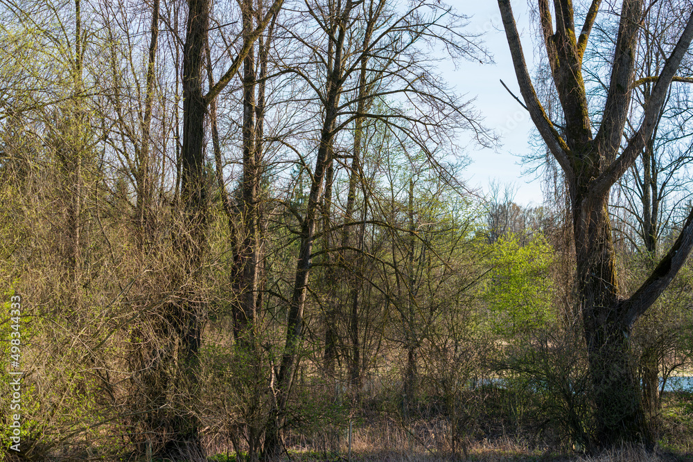 Obraz premium Traunufer