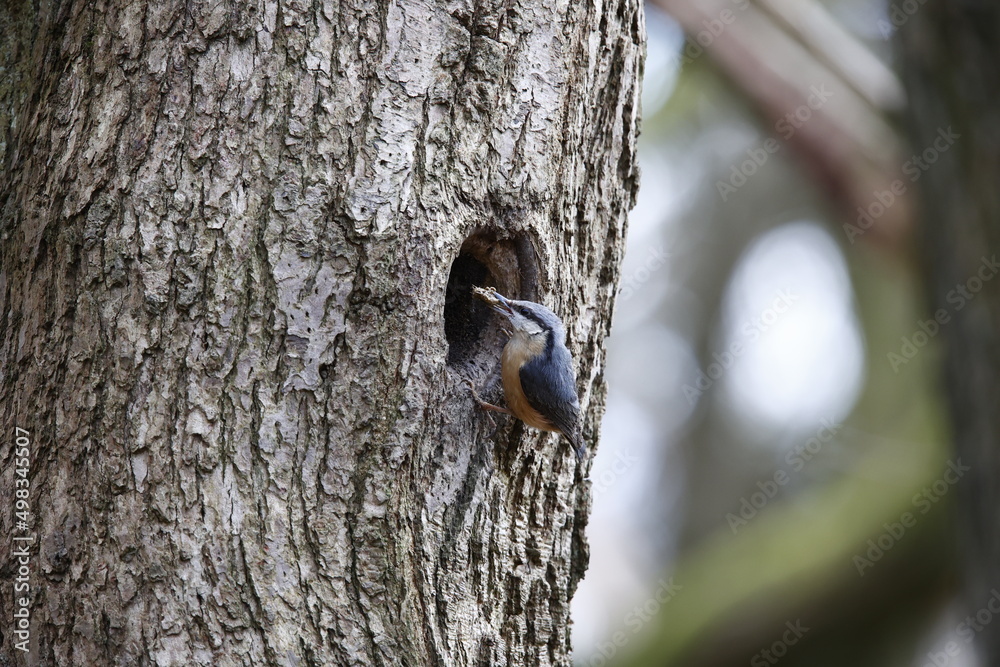 Nuthatch using mud to prepare the nest site Nuthatch using mud to prepare the nest site