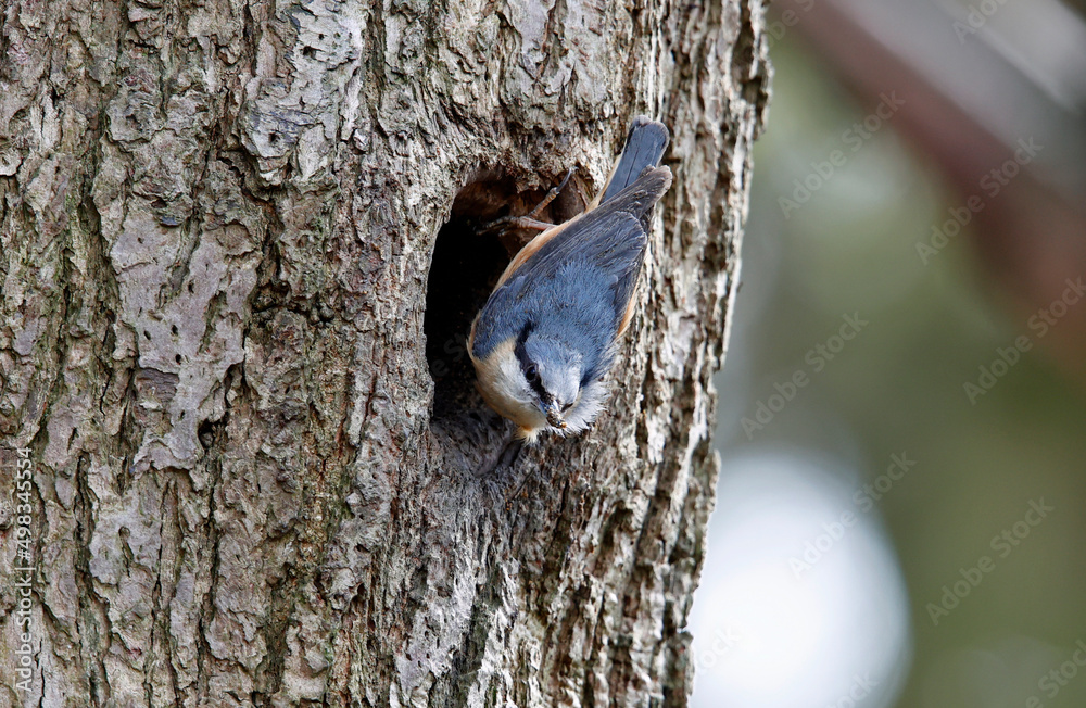 Nuthatch using mud to prepare the nest site Nuthatch using mud to prepare the nest site