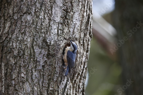 Nuthatch using mud to prepare the nest site