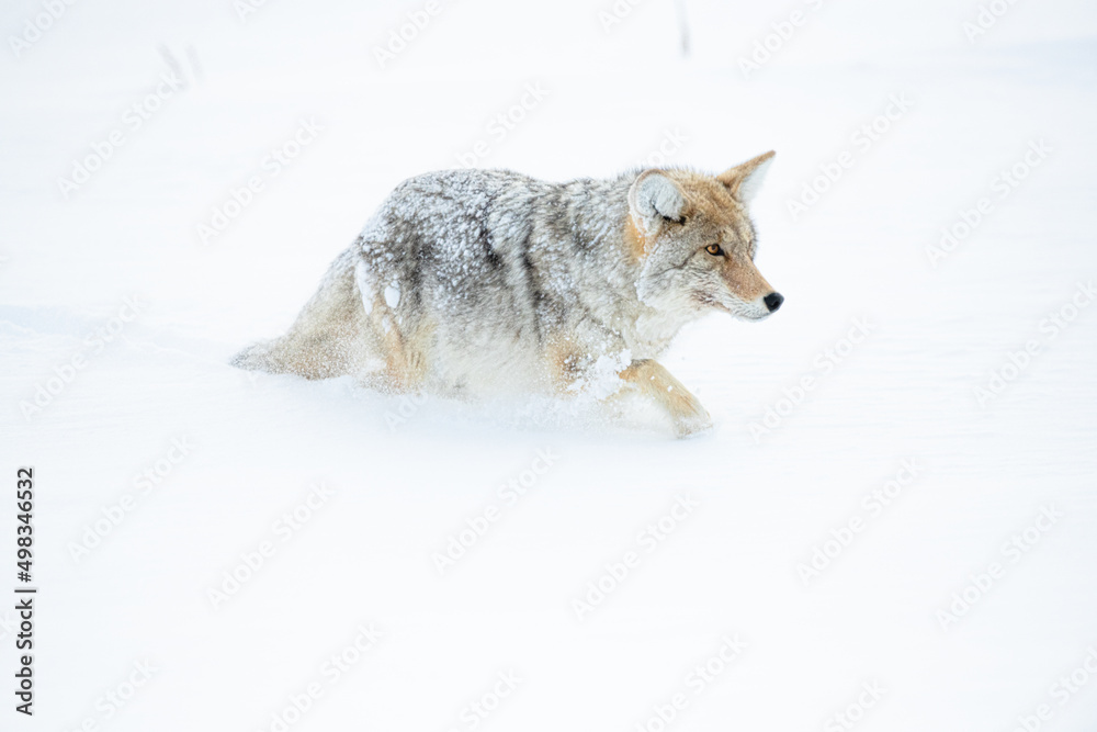 Fototapeta premium Coyote