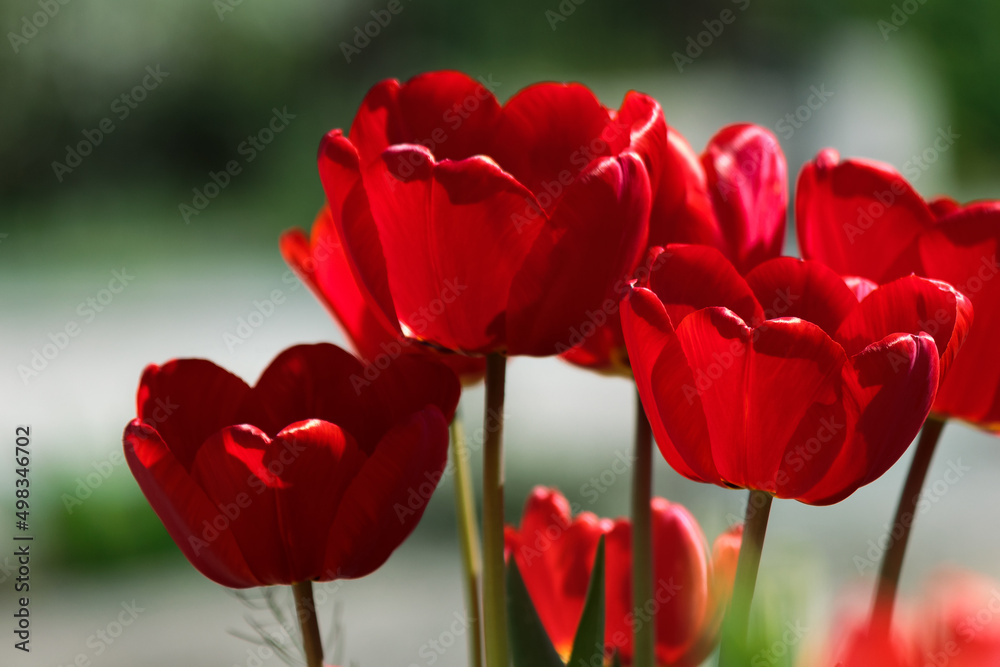 Fototapeta premium blooming red tulip flowers. beautiful spring holiday card background
