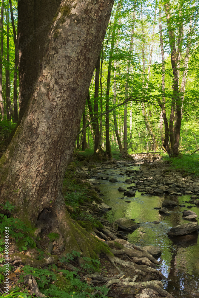 water stream in the forest. brook flows among the rocks and trees. green nature scenery on a sunny day in spring water stream in the forest. brook flows among the rocks and trees. green nature scenery on a sunny day in spring