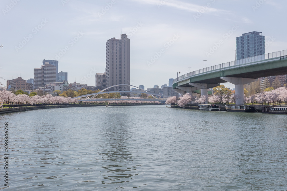 桜が咲く大川沿いの風景