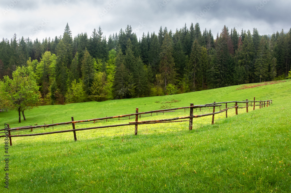 countryside landscape on an overcast day. agriculture field behind the wooden fence. spruce forest on the grassy hill. low clouds hiding the distant mountain countryside landscape on an overcast day. agriculture field behind the wooden fence. spruce forest on the grassy hill. low clouds hiding the distant mountain