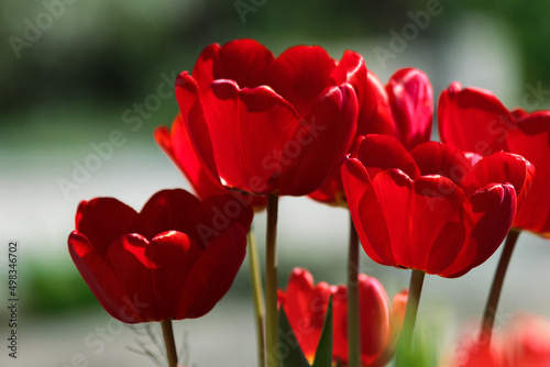 blooming red tulip flowers. beautiful spring holiday card background