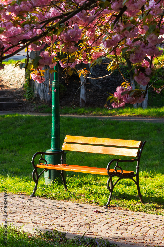 park in cherry blossom. wonderful urban scenery in spring. hanami season in ukraine park in cherry blossom. wonderful urban scenery in spring. hanami season in ukraine
