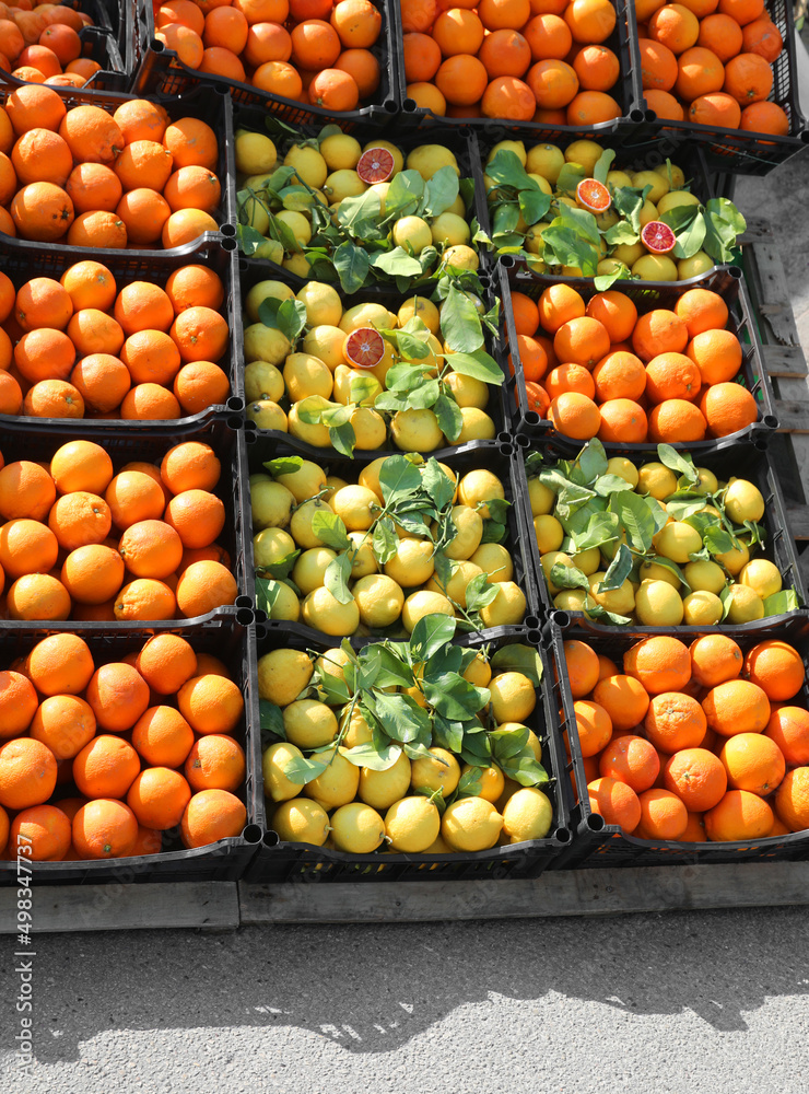 crates of oranges and yellow organic lemons with green leaves for sale in the vegetable market stall
