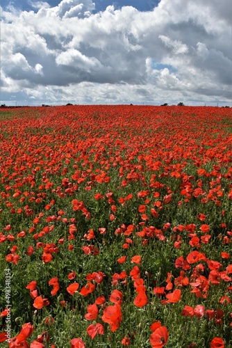 Amapolas