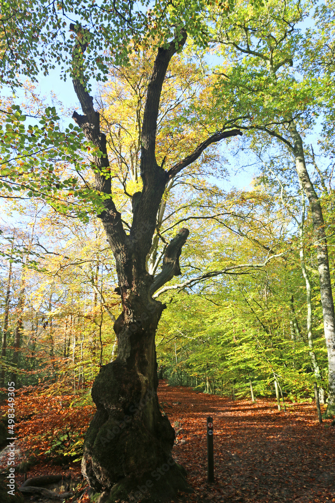 Fototapeta premium Decoy country park, Devon, in Autumn 