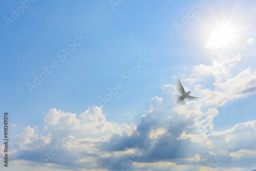 Dove flying to light