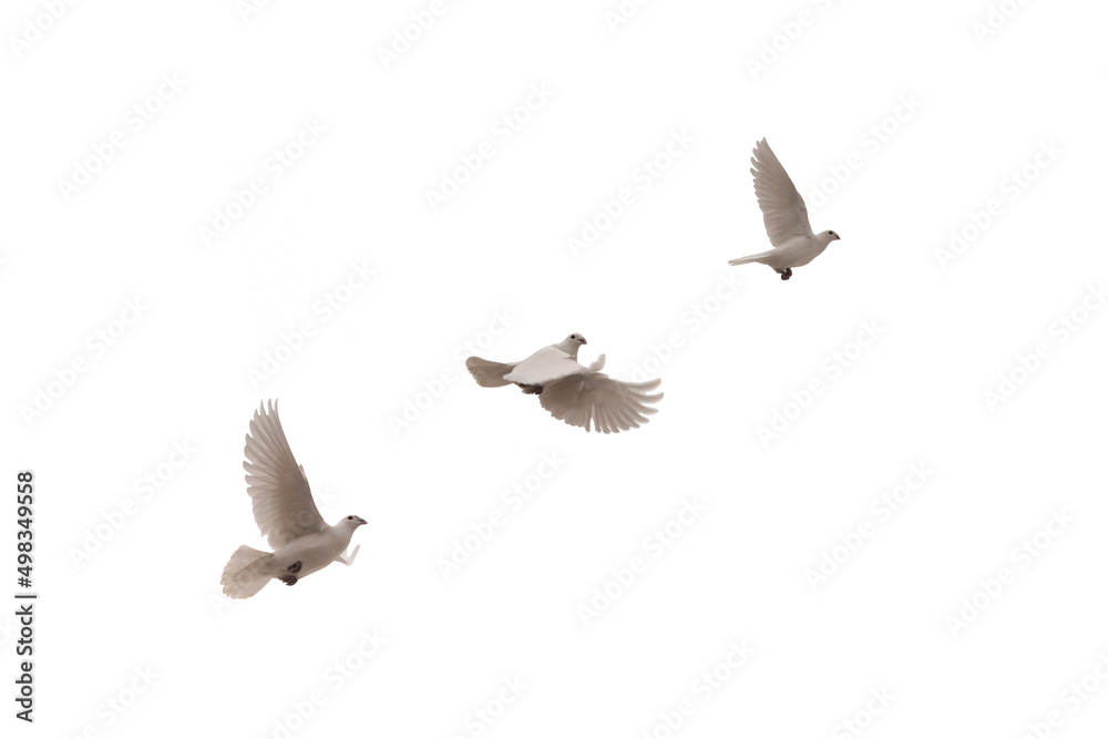 Obraz premium flying doves