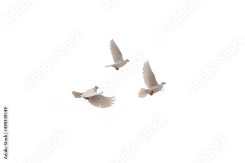 Three flying dove