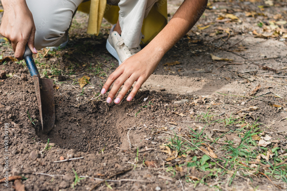 woman digging a hole in the ground with a hand shovel to transplant a plant woman digging a hole in the ground with a hand shovel to transplant a plant