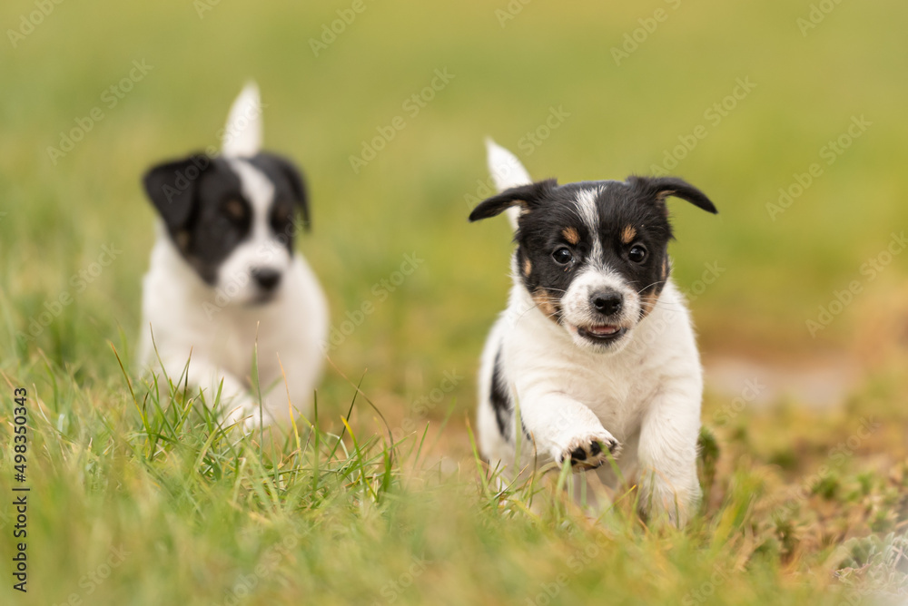 Puppy 6 weeks old playing together in an green meadow. Breed - very small Jack Russell Terrier baby dogs