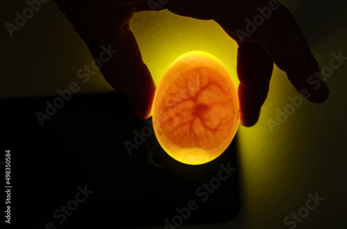 Eggs are candled to observe the development of the embryo. The hand holds a duck egg over the light source. Visible veins, nascent heart and air pocket.