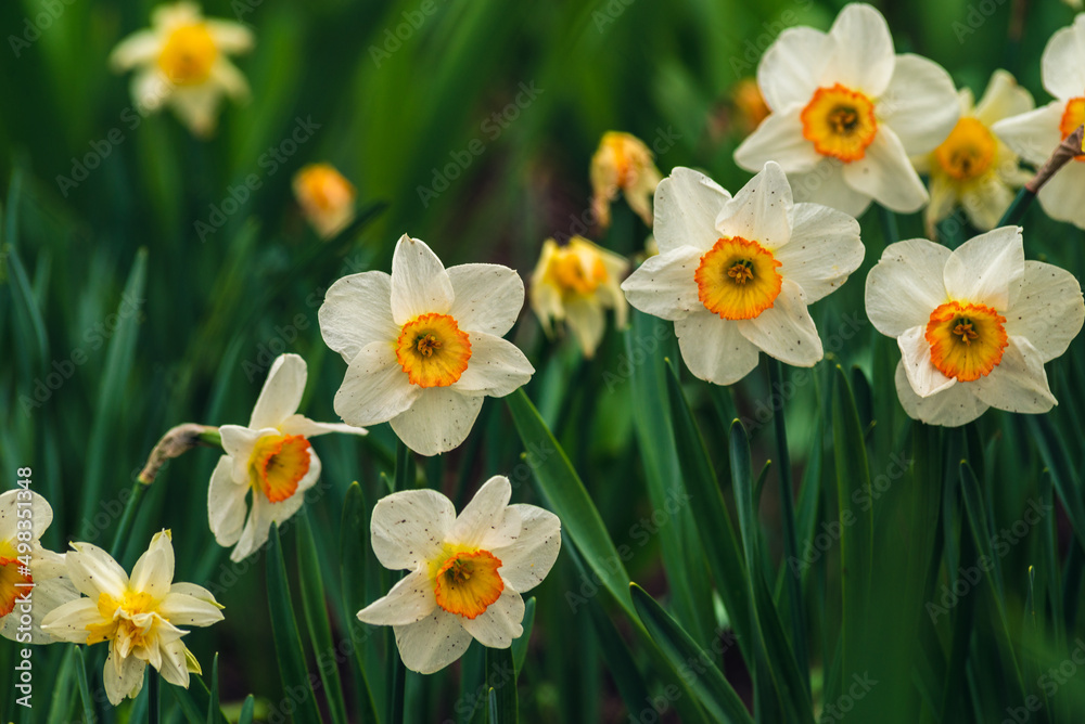 In spring, narcissus (daffodils) bloom in a flower bed. Flowers Narcissus yellow and white blooming in a garden. Selective focus. holiday spring greeting card, invitation card. Happy easter In spring, narcissus (daffodils) bloom in a flower bed. Flowers Narcissus yellow and white blooming in a garden. Selective focus. holiday spring greeting card, invitation card. Happy easter