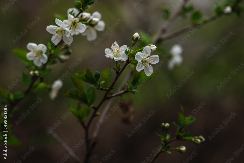 plum blossom flowers sitting on the water, spring flowers, white Cherry blossoms, isolated on  dark natural background 