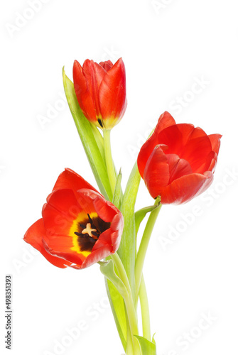 Fototapeta Naklejka Na Ścianę i Meble -  Three red tulips