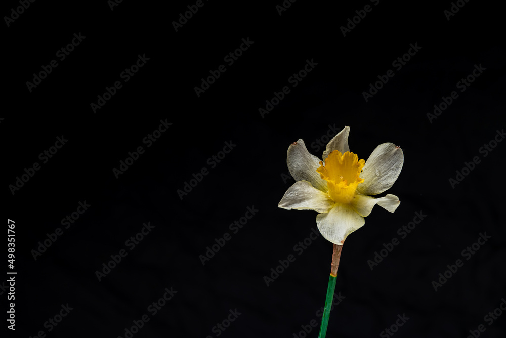 Flowers Narcissus yellow and white. colorful light,  bouquet of fresh daffodils isolated on black  background. simple holiday spring greeting card, invitation  card. space for text, minimalist
