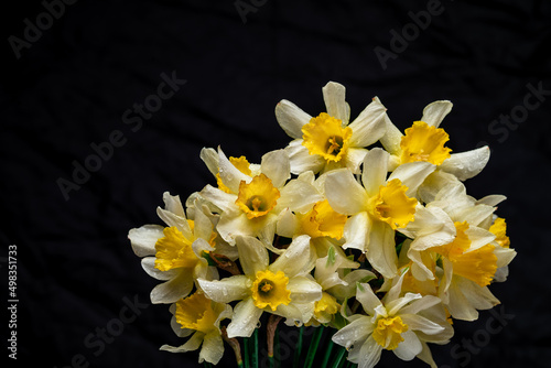 Flowers Narcissus yellow and white. colorful light,  bouquet of fresh daffodils isolated on black  background. simple holiday spring greeting card, invitation  card. space for text, minimalist
