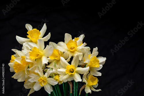 Flowers Narcissus yellow and white. colorful light,  bouquet of fresh daffodils isolated on black  background. simple holiday spring greeting card, invitation  card. space for text, minimalist
