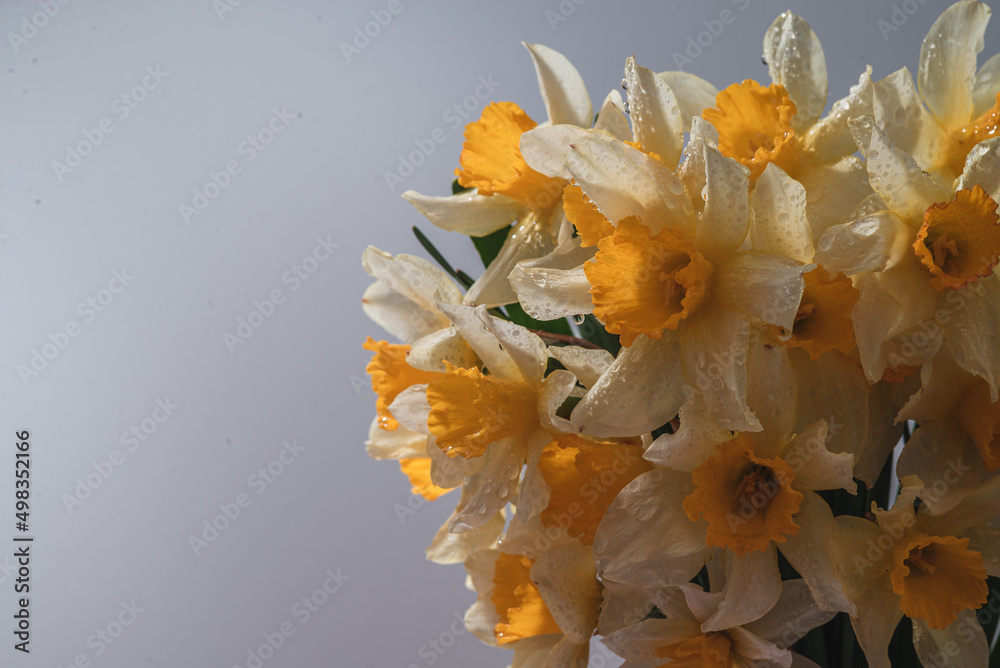 Flowers Narcissus yellow and white. colorful light, bouquet of fresh daffodils isolated on grey background. simple holiday spring greeting card, invitation card. space for text, minimalist Flowers Narcissus yellow and white. colorful light, bouquet of fresh daffodils isolated on grey background. simple holiday spring greeting card, invitation card. space for text, minimalist