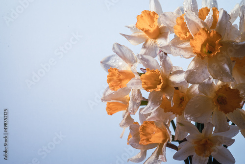 Flowers Narcissus yellow and white. colorful light   bouquet of fresh daffodils isolated on blue gradient background. simple holiday spring greeting card  invitation  card. space for text  minimalist