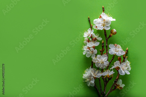 Selective focus of beautiful branches of white plum blossoms on green background, Beautiful flowers during spring season in the studio, Floral pattern texture, diagonal composition with copy space