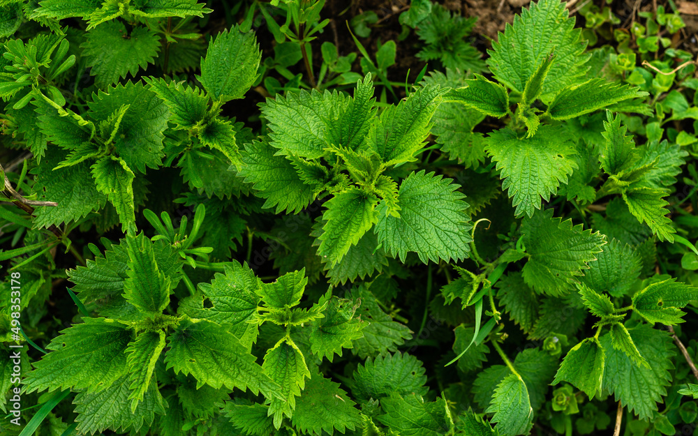 Bush of young stinging-nettles. Nettle leaves. Greenery common nettle, wet fresh green grass spring in the forest, Medicinal plant Bush of young stinging-nettles. Nettle leaves. Greenery common nettle, wet fresh green grass spring in the forest, Medicinal plant