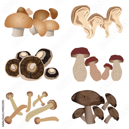 set of mushrooms