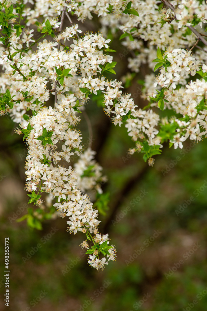 cherry blossom , Sakura, , Natural light. White, rose beautiful flowers in the tree blooming in the early spring, april day, Romania. backgroung blured, Selective focus. High quality photo cherry blossom , Sakura, , Natural light. White, rose beautiful flowers in the tree blooming in the early spring, april day, Romania. backgroung blured, Selective focus. High quality photo