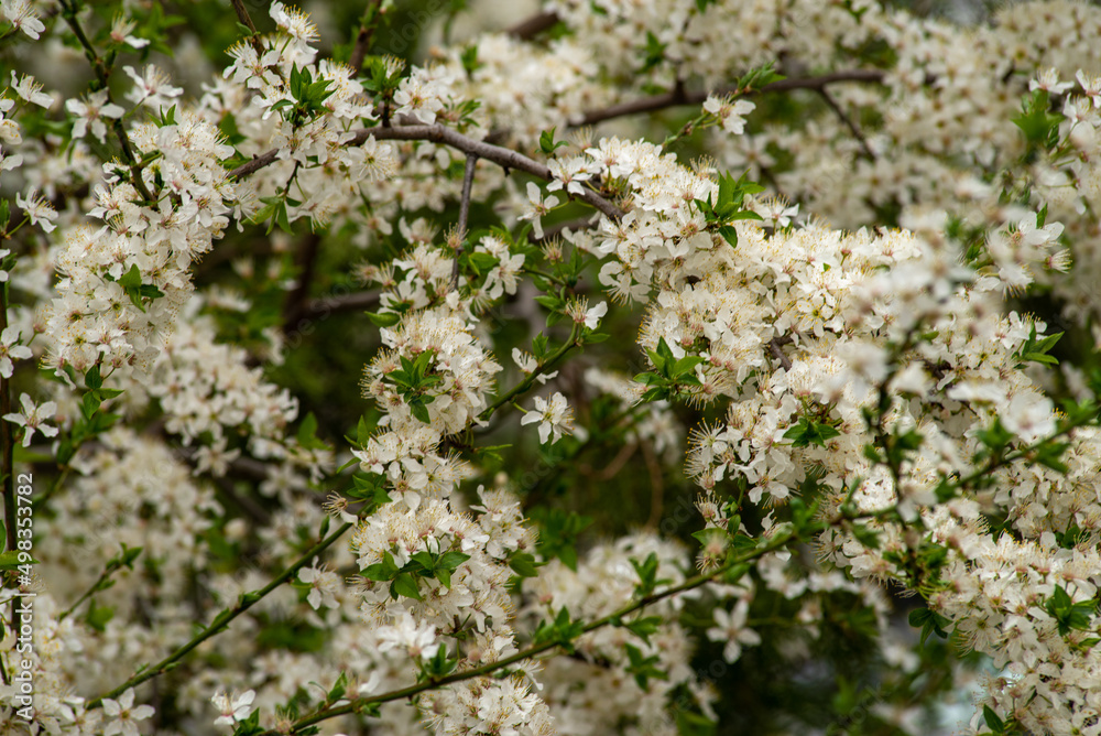cherry blossom , Sakura, , Natural light. White, rose beautiful flowers in the tree blooming in the early spring, april day, Romania. backgroung blured, Selective focus. High quality photo cherry blossom , Sakura, , Natural light. White, rose beautiful flowers in the tree blooming in the early spring, april day, Romania. backgroung blured, Selective focus. High quality photo