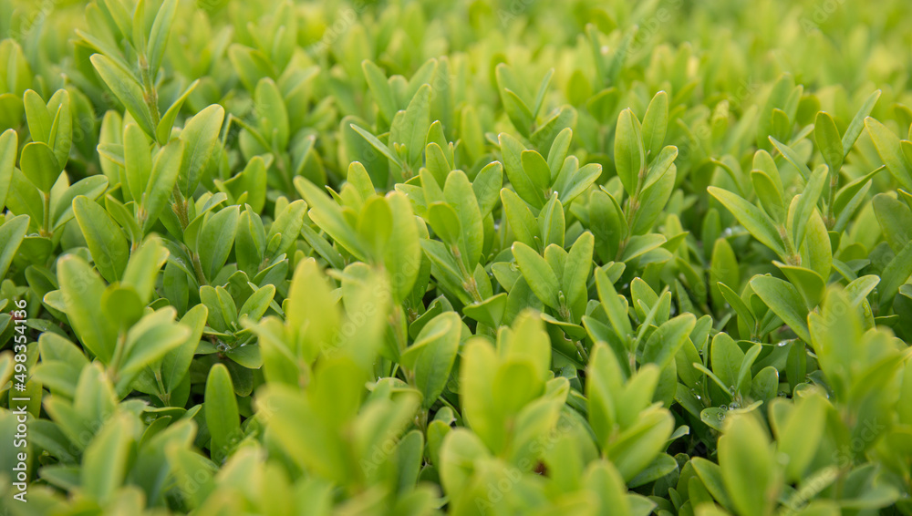 Lawn of green leaves. Close-up picture of an ornamental hedge's leaves. Lawn of green leaves. Close-up picture of an ornamental hedge's leaves.