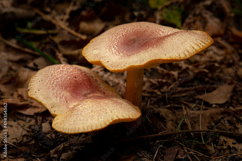 Wild mushroom in the gloomy undergrowth. Close-up picture of a couple of chanterelle (Cantharellus Cibarius) mushroom. Wild mushroom in the gloomy undergrowth. Close-up picture of a couple of chanterelle (Cantharellus Cibarius) mushroom.