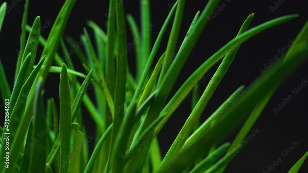 Close-up, green onions in turning motion on a black background Close-up, green onions in turning motion on a black background