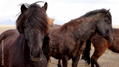 Beautiful brown horses standing and looking into the camera, wild mountain landscape rapid slow-motion. High quality 4k footage. 