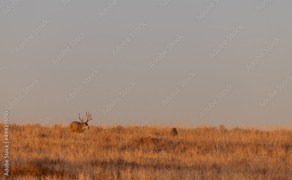 Naklejka premium Mule Deer Buck and Doe Rutting in Colorado in Autumn