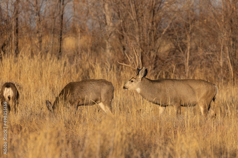 Mule Deer Buck and Doe Rutting in Colorado in Autumn