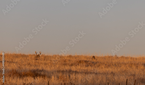 Mule Deer Buck and Doe Rutting in Colorado in Autumn © natureguy