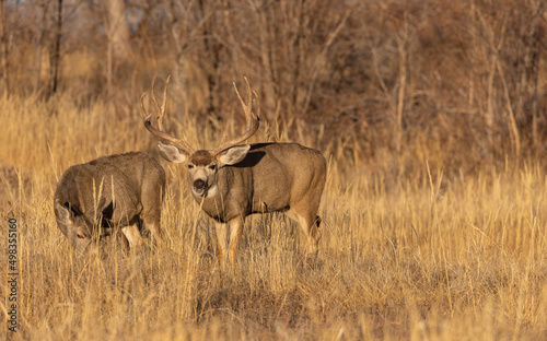 Mule Deer Buck and Doe Rutting in Colorado in Autumn